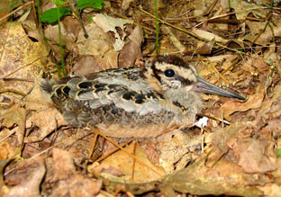 American woodcock chick hiding among the leaf litter, by Kerry Wixted