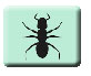 Ants on Parade Icon