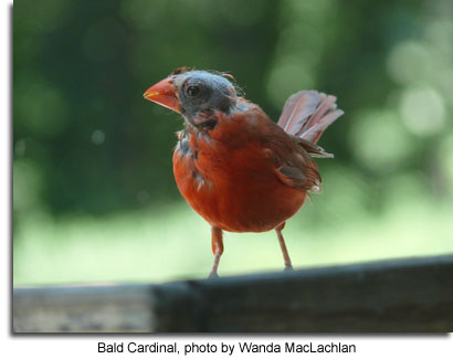 Bald Cardinal, photo by Wanda MacLachlan