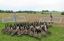 Photo of DNR staff banding resident Canada Geese
