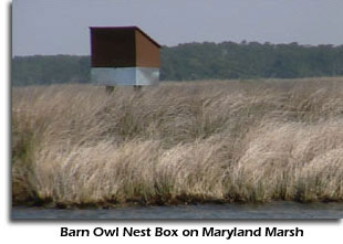 Barn Owl Nest Box on Maryland Marsh