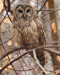 Photo of Barred Owl courtesy of Mark Goss