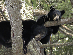 Black Bears hanging out in a tree