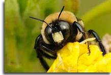 Bee on Primrose, photo courtesy of Richard Orr