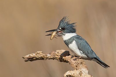 Belted Kingfisher photo by Scott Moody