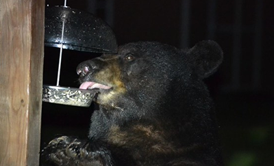 Black bear at a bird feeder by Ranger Sarah Milbourne