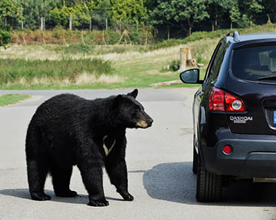 Black Bear encounters automobile - Pixabay
