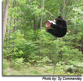 Black bear on the bird feeder.