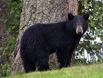Photo of Black Bear by Pixabay