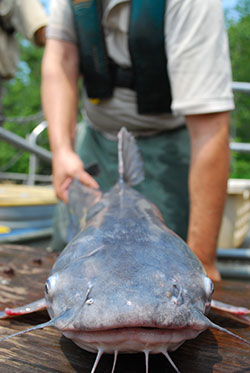 Blue Catfish, courtesy of Chesapeake Bay program