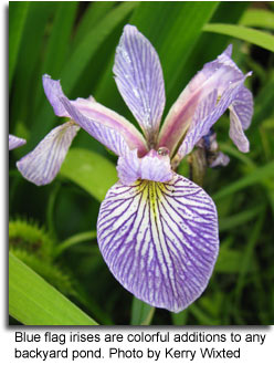 Blue flag irises are colorful additions to any backyard pond by: Kerry Wixted