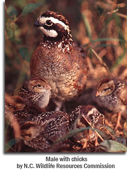 Male with chicks, by N.C. Wildlife Resources Commission
