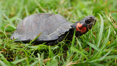 Photo of Bog Turtle courtesy of Stephen Badger