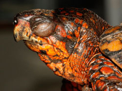 Box turtle with ranavirus by: Scott Farnsworth