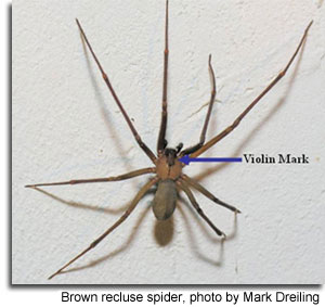 Spider Species, Humboldt County