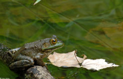 Bullfrog by: John White