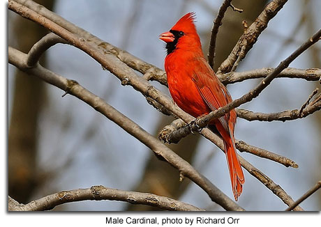 male and female cardinal birds