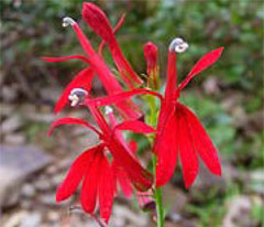 Cardinal Flower,  photo courtesy of Kerry Wixted