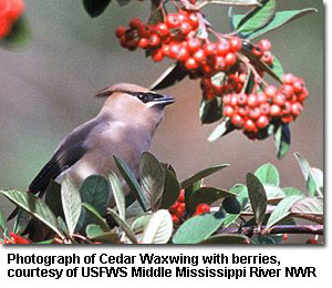 Photograph of Cedar Waxwing with berries, courtesy of USFWS Middle Mississippi River NWR