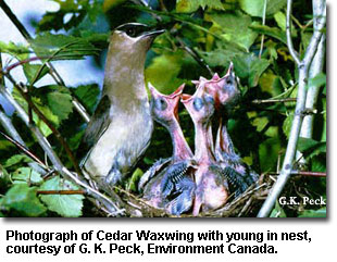 CedarWaxwing_Nest.jpg