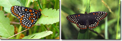 Baltimore Checkerspots by Scott Smith (Left) and Pat Durkin (right)