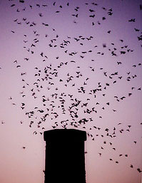 Chimney swift flock circling into roosting site, courtesy of Steve Benoit eBenoit.jpg