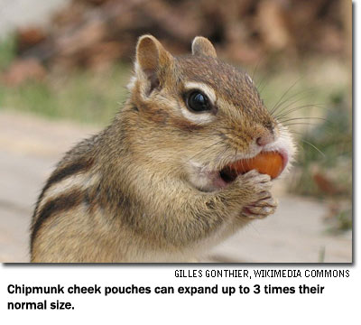 Chipmunk cheek pouches can expand up to 3 times their normal size. Photo by: Gilles Gonthier, Wikimedia Commons