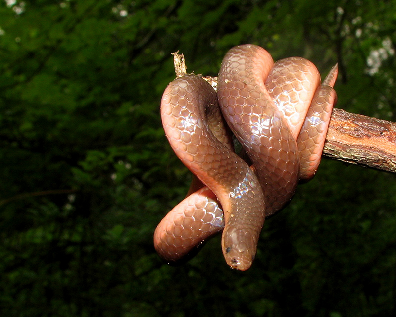 Eastern worm snake: worm or snake?