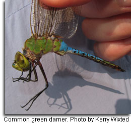 Common Green Darter by Kerry Wixted