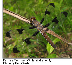 Female Common Whitetail Dragonfly, photo by Kerry Wixtedixted.jpg