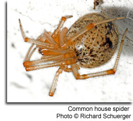 What are the most common house spiders found in Texas - Natran Green Pest  Control