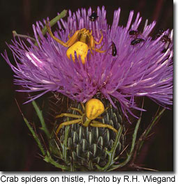 Crab spiders on thistle, Photo by R.H. Wiegand