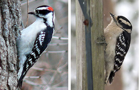 Male (left) and female Downy Woodpecker by Ken Thomas, Wikimedia Commons and Kerry Wixted