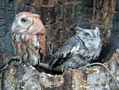 Eastern Screech Owl