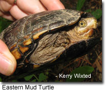 Turtles in Maryland - Maryland's Wild Acres