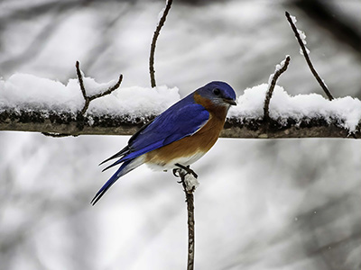 Eastern Bluebird by Sean Maloney DNR  Photo Contest 