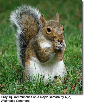 eastern gray squirrel