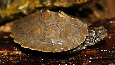 ​False Map Turtle by Peter Paplanus CC by 2.0
