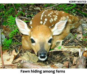 Fawn_KWixted.jpgFawn hiding among ferns, by Kerry Wixted