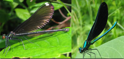 Female & Male Ebony Jewelwings, photo by Kerry Wixted 