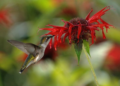 Female ruby-throated hummingbird enjoying bee-balm by Joe Schneid, Wikimedia Commons