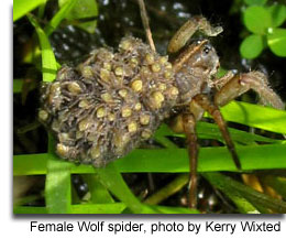 Female Wolf spider, photo by Kerry Wixted