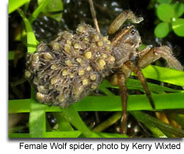 Common Spiders Of Maryland Maryland S Wild Acres