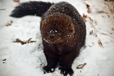 Fisher in snow by Troy Lilly Flickr CC BY-SA 2.0 http://www.forestwander.com/
