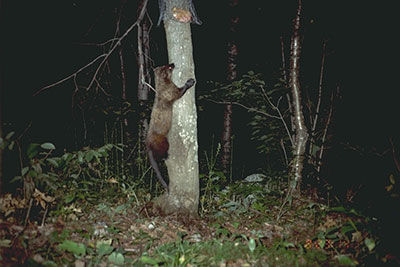 Fisher climbing tree, Wikimedia, public domain