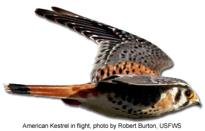 American Kestrel in flight, photo by Robert Burton, USFWS
