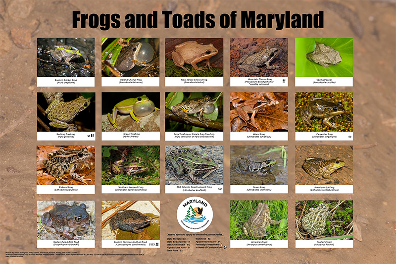 Click to download a copy of the frog poster for printing. It has all the frogs of Maryland pictured on it.