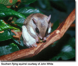 Photo of Southern flying squirrel, courtesy of John White