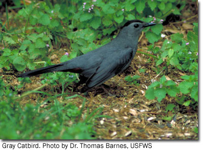 Gray_Catbird_DrGray Catbird. Photo by Dr. Thomas Barnes, USFWS ThomasBarnes_USFWS.jpg