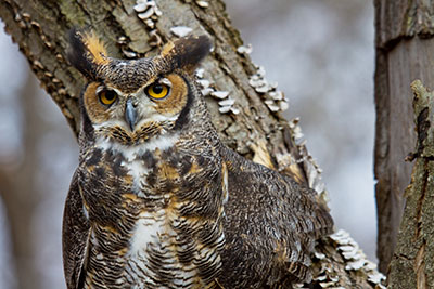 Great Horned Owl - Eugene Grosvenor